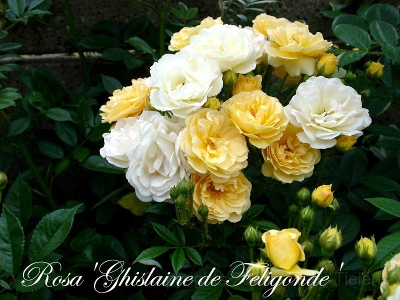 Rosa - Ghislaine-de-Feligonde.jpg